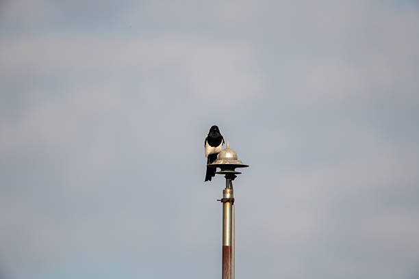 a magpie sitting on a street lamp.