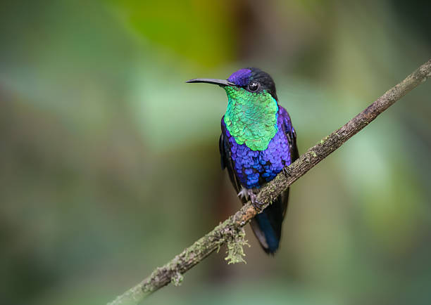 istock Crowned Woodnymph hummingbird 2224697653
