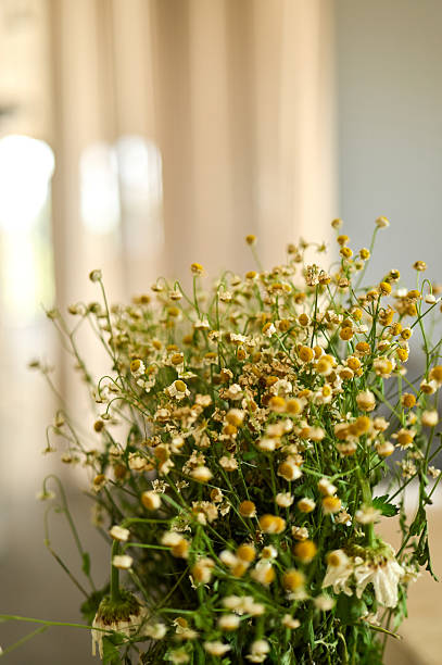 Close-up of drying chamomile flowers, showcasing the delicate beauty of nature's transition