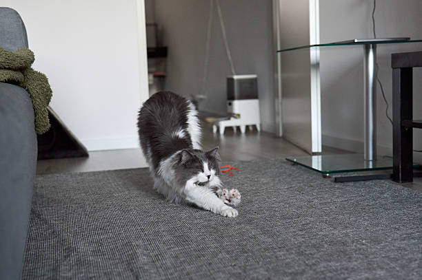 Grey and white cat stretching on a grey carpet in a modern living room