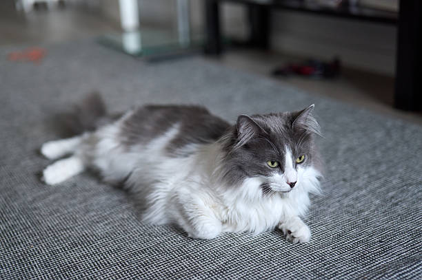 Grey and white cat lying on a gray carpet in a domestic setting, looking away from the camera