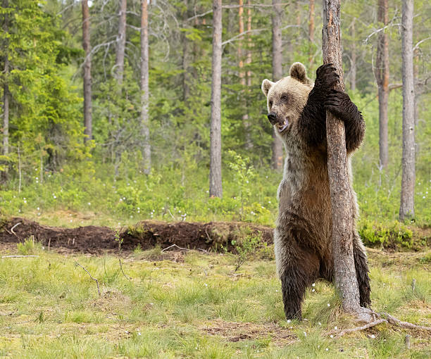 A coastal brown bear relaxes quietly among the trees near Brooks Falls  in Katmai National Park, blending into the lush surroundings.