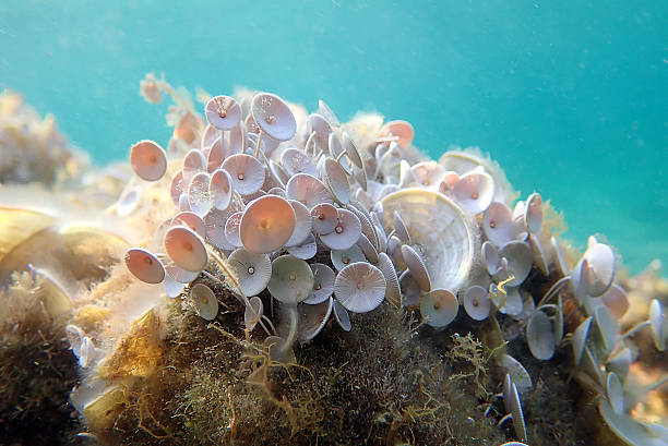 istock Acetabularia mediterranea - The Mediterranean sea algae 2224699453