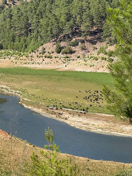 istock High-altitude pasture in the mountains close to river 2224700086