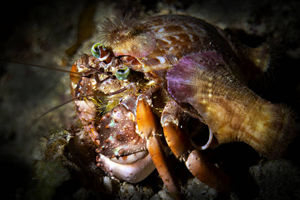 Anemone Hermit Crab (Dardanus Pedunculatus) in Panglao