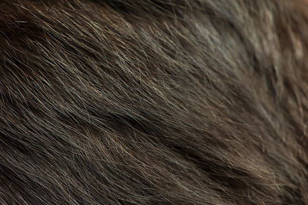 istock Black cat fur macro photo as background. 2224703601