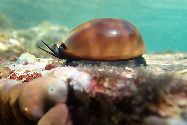 istock Corwy sea snail - Luria lurida 2224704499