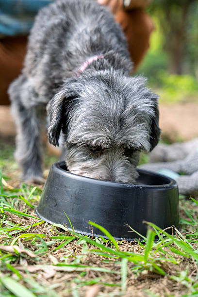 istock Mixed-breed dog eating from bowl in the park 2224704684