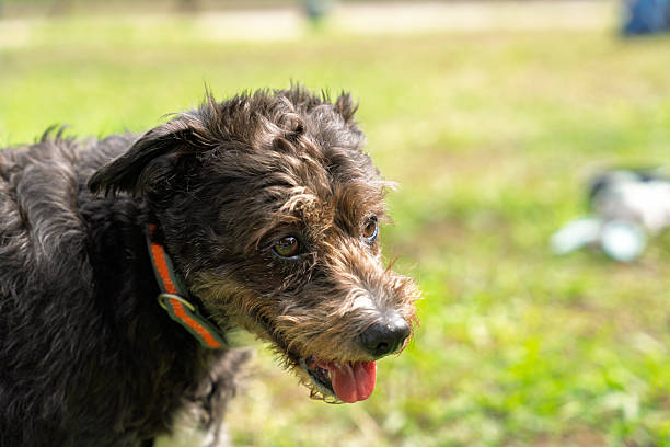 istock Adorable mixed-breed dog enjoying a walk in the park 2224704704