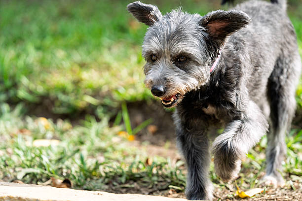 istock Adorable mixed-breed dog enjoying a walk in the park 2224704712