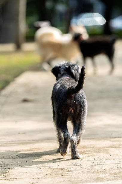 Small black dog running energetically along a park path, capturing the essence of freedom and playfulness in the warm summer sunlight