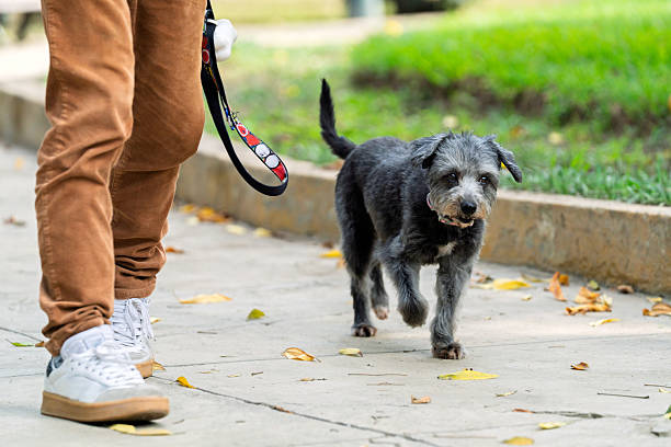 istock Dog walker strolling with mixed-breed pet in autumn park 2224704777