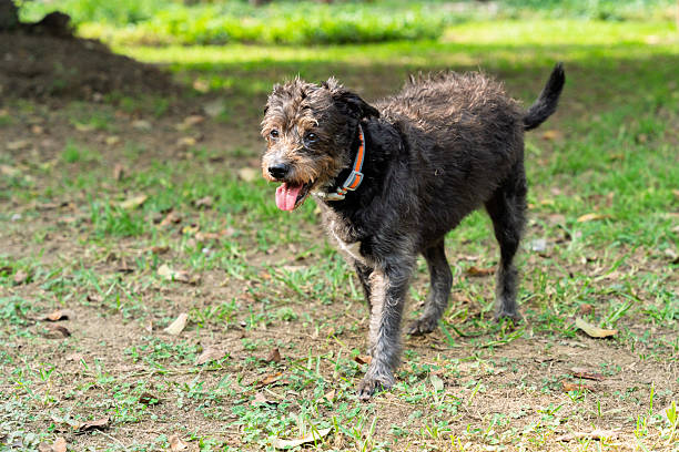 istock Happy mixed-breed dog enjoying a walk in the park 2224704810