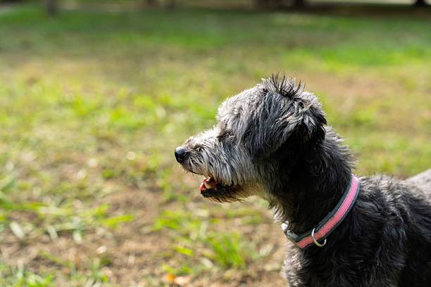 istock Adorable mixed-breed dog enjoying a walk in the park 2224704824