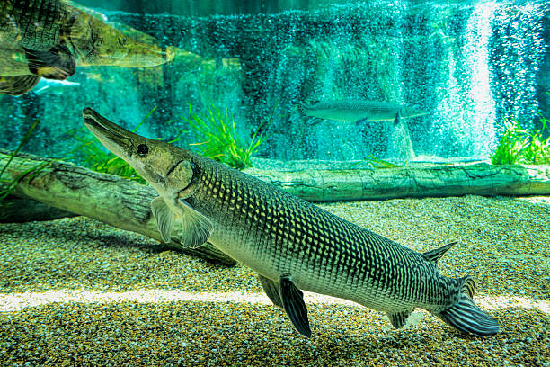 istock Alligator Gar in freshwater aquarium 2224705197