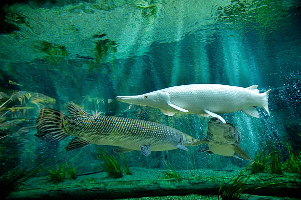 Alligator Gar in freshwater aquarium
