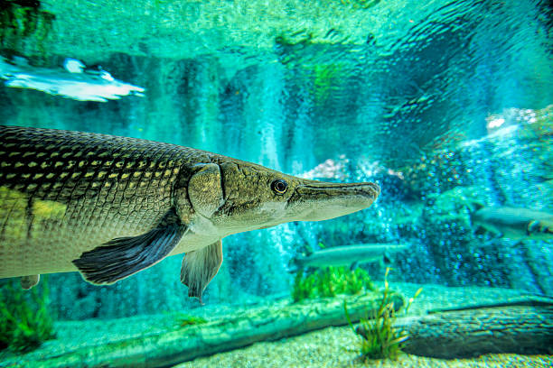 Arapaima, Pirarucu, endangered fish from Amazon river. Sudis gigas