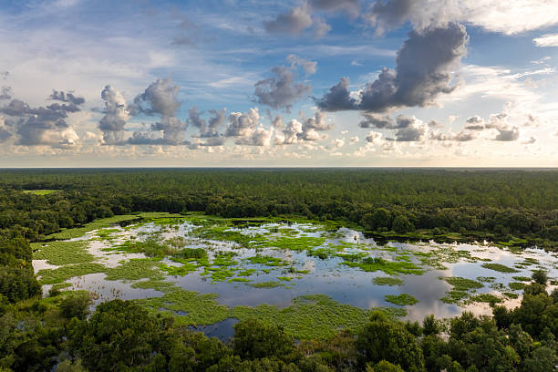 istock Florida wetlands with water between green wild vegetation. Tropical ecosystem at sunset 2224705729