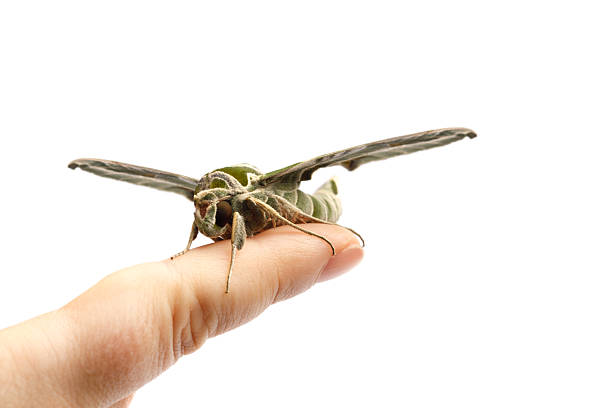 Butterfly Daphnis nerii or Army Green Moth sitting on human finger.