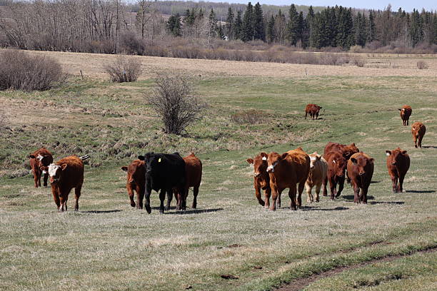 istock Cattle just let out on pasture in spring. 2224708416