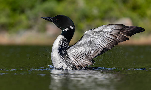 istock Common Loon in Maine 2224709283