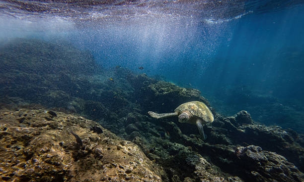 istock Sea Turtle In the Ocean 2224709512