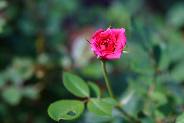 Pygmy Rose is a beautiful little flower.