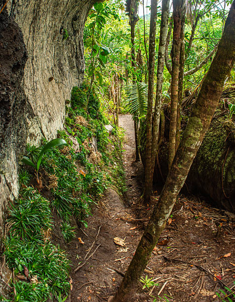 istock Lush Trail in Guaviare 2224710953