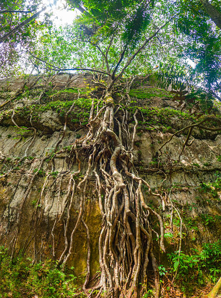 istock Vibrant Tree Roots in Guaviare 2224711686