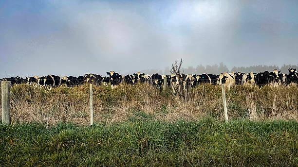istock Dairy cow herd in fog 2224712132