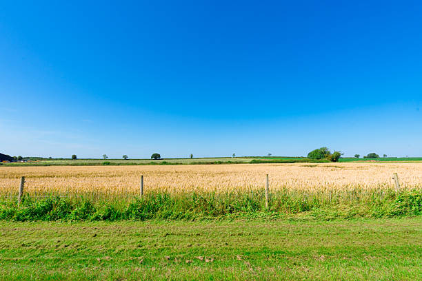 Scenic view of a golden wheat field under a clear blue sky, creating a peaceful summer landscape
