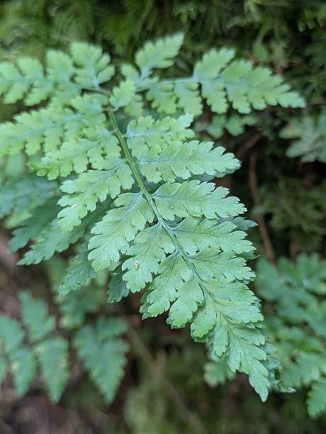 istock Fern & Moss Forest Floor Evergreen Rainforest Green Plant Closeup 2224714505