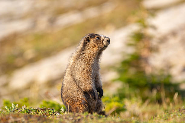 The trails are all day and night, as we got to see lots of the wildlife in their own environment