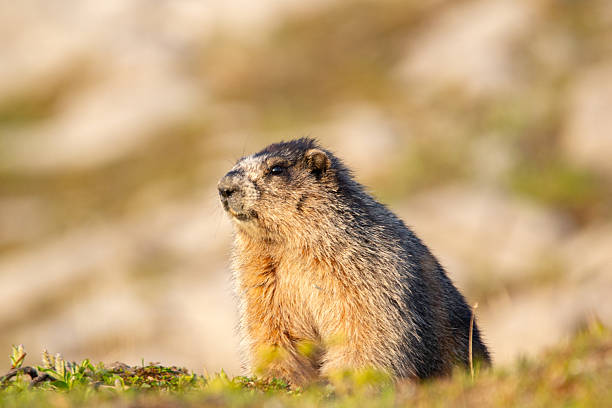 istock Furry Hoary marmot is watching around in the mountain meadow. 2224714722