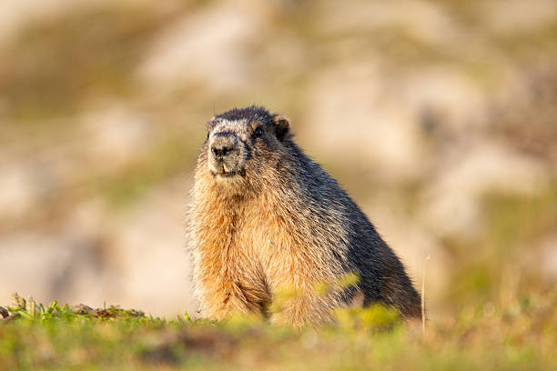 istock Furry Hoary marmot is watching around in the mountain meadow. 2224714724