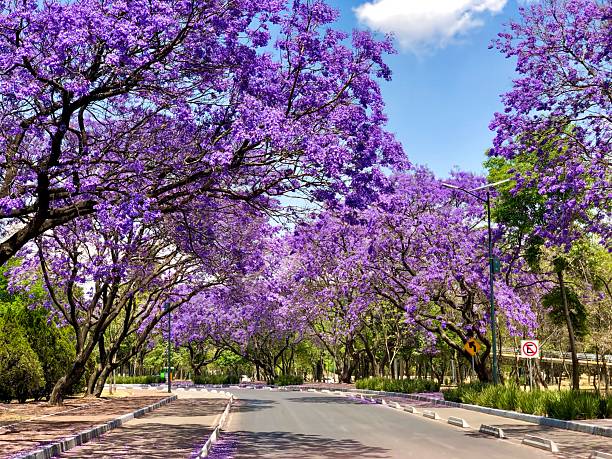 A road with purple trees
