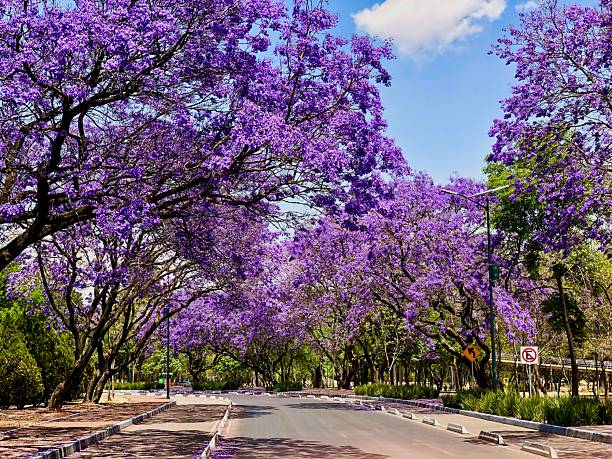istock A road with purple trees in CDMX, Mexico 2224715232
