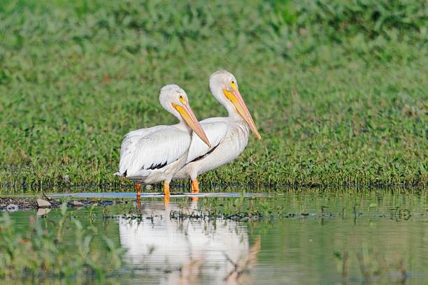 istock Two white pelicans together in shallow water. 2224716969