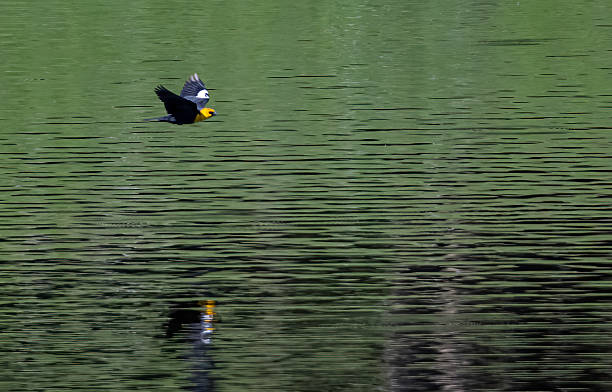 istock The yellow-headed blackbird (Xanthocephalus xanthocephalus) is a medium-sized blackbird with a yellow head. Yellowstone National Park, Wyoming. A male bird. flying. 2224717677