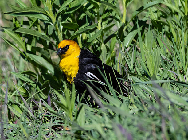 istock The yellow-headed blackbird (Xanthocephalus xanthocephalus) is a medium-sized blackbird with a yellow head. Yellowstone National Park, Wyoming. A male bird. 2224717685