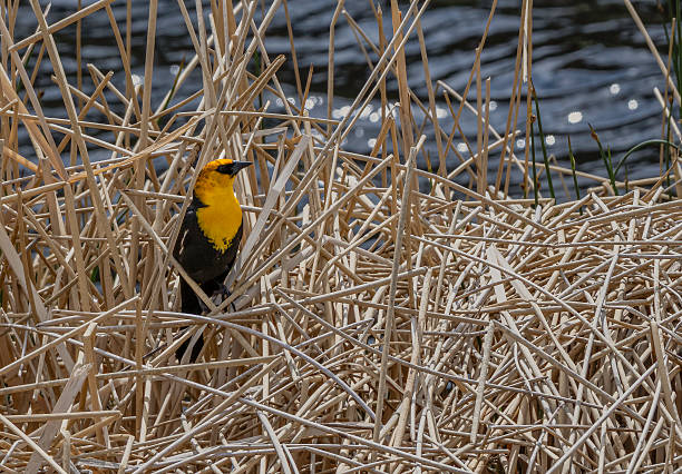 istock The yellow-headed blackbird (Xanthocephalus xanthocephalus) is a medium-sized blackbird with a yellow head. Yellowstone National Park, Wyoming. A male bird. 2224717686