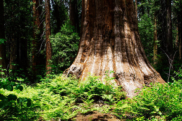 Base Of Large Tree Surrounded By Small Green Plants With Forest In Background Calaveras Big Trees State Park California
