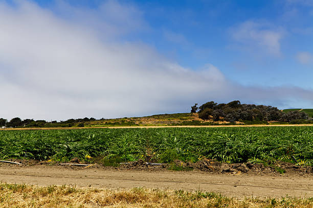 Green Agricultural Field With Hills Blue Sy and White Clouds Watsonville California