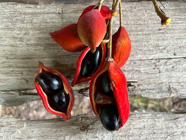 istock Fruits of the Big Tree 2224719594