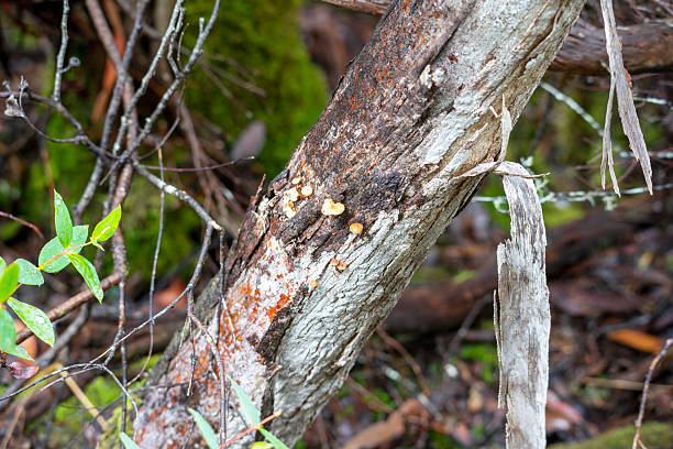 istock Mushrooms emerging on rotting log, Tasmania, Australia 2224722758