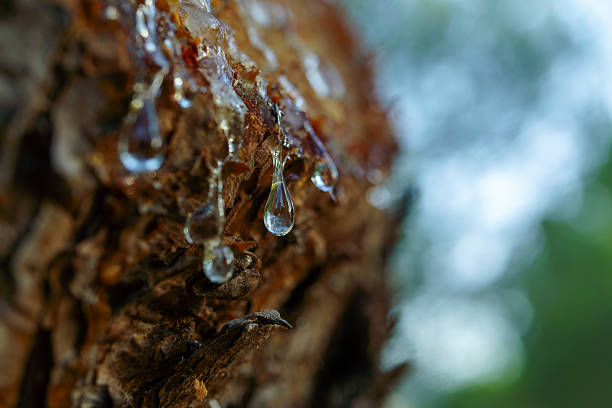 istock Resin dripping from a tree creating drops in nature 2224722888