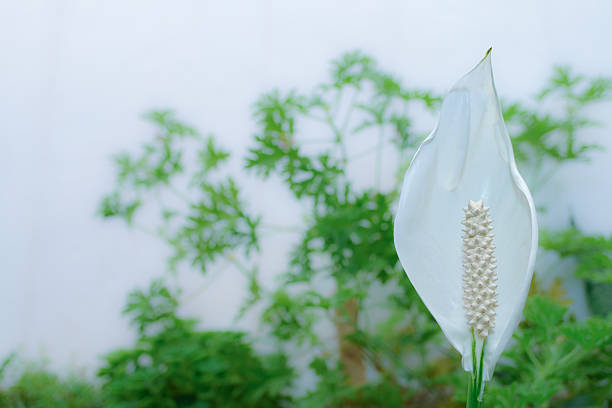 Close-up of a white peace lily flower with green foliage in the background