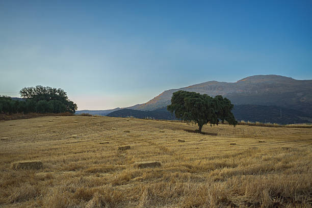 Golden hay bales drying in a harvested field with a lone holm oak tree and mountains in the background at sunset