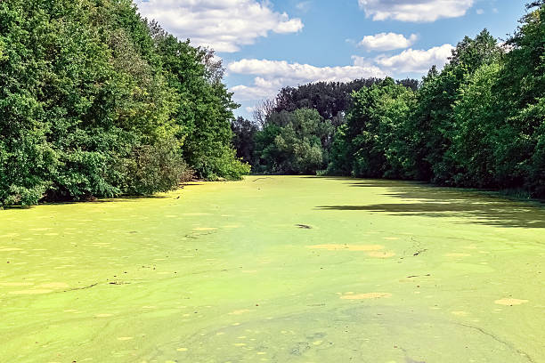 istock Sukha Lokhvytsia River covered with green algae bloom flows through lush forest landscape creating natural water ecosystem in Lokhvytsia, Ukraine 2224724123