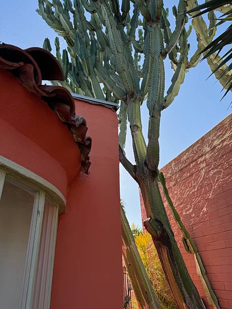 istock cactus and terracotta house 2224725013